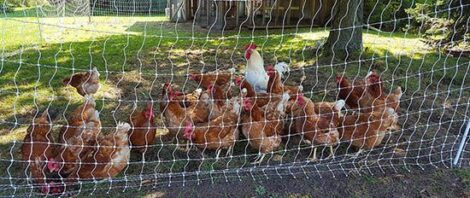 Chickens on the Homestead: To Pasture or Free-range? Image